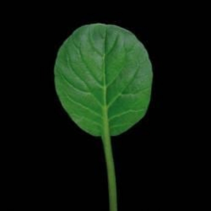 Picture of Pak Choi - Green
